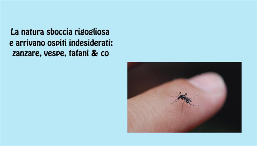 Zanzare e altri insetti Zanzare e altri insetti